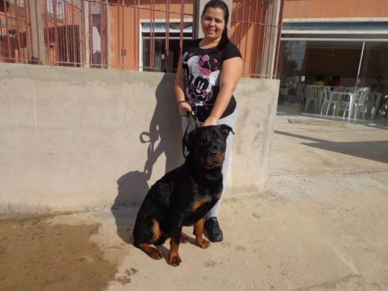 Show Dogs Canil Preço Jardim Bonfiglioli - Adestramento Intensivo