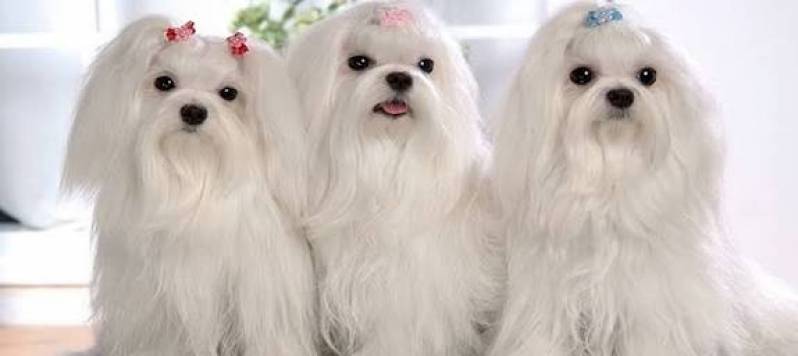 Spa Canino em SP Carapicuíba - Hotel com Day Care