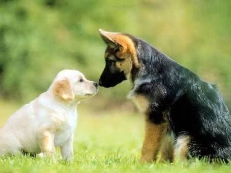 Spa Canino Bom Retiro - Hotel com Day Care