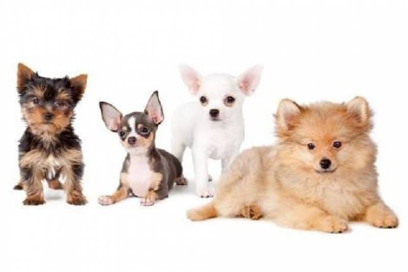 Spa para Cães em SP Barueri - Day Care de Cachorro