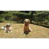 adestrador de cães golden preço Jardim Bonfiglioli