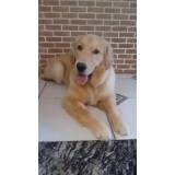 adestrador de cães golden retriever preço Lapa