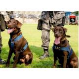 adestrador de labrador preço Butantã