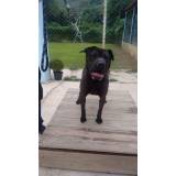 adestradores profissionais para cães bravos Aldeia da serra -