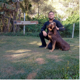 adestramento básico de cão Vila Madalena