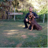 adestramento básico de cão Vila Madalena