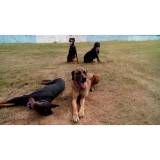 adestramento básico para cachorros Tamboré