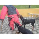 adestramento cães de guarda Higienópolis