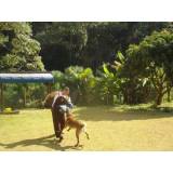 adestramento cão pastor alemão Tamboré