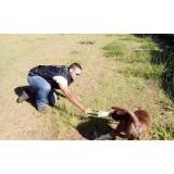 adestramento de cachorro quanto custa Jardim Bonfiglioli