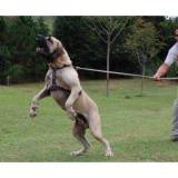 adestramento de cachorros preço Santana de Parnaíba