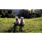 adestramento de cães em SP preço Rio Pequeno
