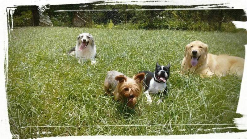 adestramento de cães profissional Higienópolis