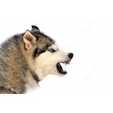 adestramento de cães raivoso preço Vila Maria