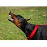 adestramento de cães raivosos Santana de Parnaíba