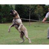 adestramento de cães valor Carapicuíba
