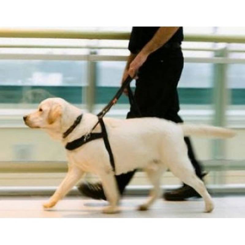 adestramento de cão farejador Higienópolis