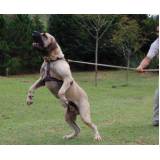 adestramento de cão labrador Rio Pequeno