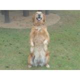 adestramento para cachorro Bela Vista