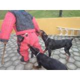 adestramento para cães de guarda Santana de Parnaíba