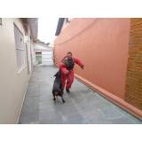 adestramentos cão Jardim Bonfiglioli