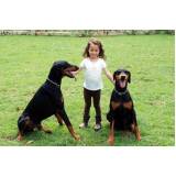 Adestramento para Cachorros