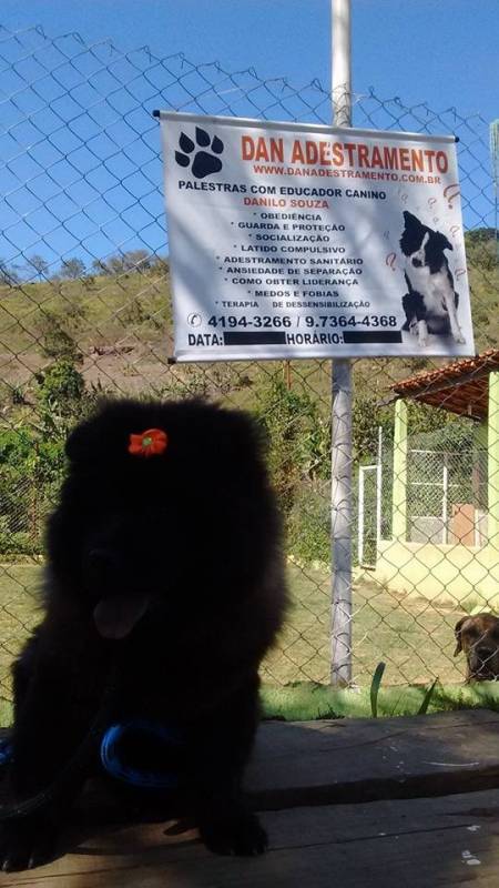 adestrar cachorro agitado valores Itapevi