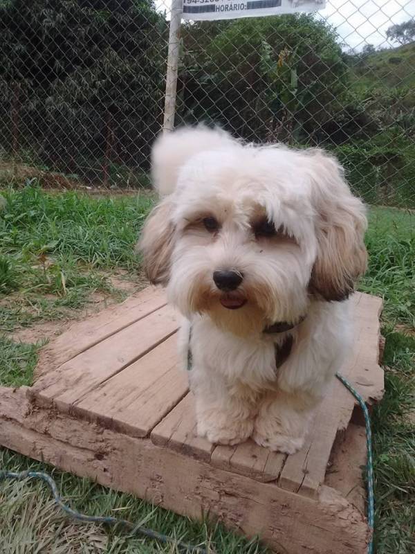 adestrar cachorro golden retriever Vila Mariana