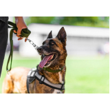 alugar cachorros segurança Santana de Parnaíba