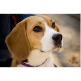 aluguel de cães de guarda Itapevi
