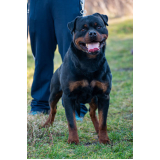 cachorro de segurança para alugar Morumbi