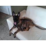 cachorro farejador quanto custa Bom Retiro
