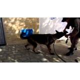 Locação de Cão de Faro