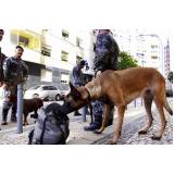 cães de faro de explosivos preço Vila Madalena