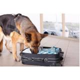 cães farejadores aeroporto Tamboré