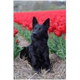 Cão Farejador em Itapevi