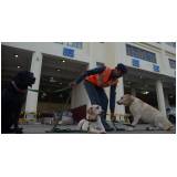 cães farejadores de pessoas preço Vila Mariana