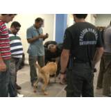 cães farejadores de pessoas Vila Maria