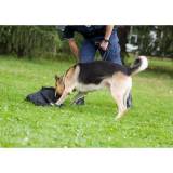 Treinador para Cães Farejadores