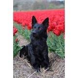 Treinamento para Cão Farejador