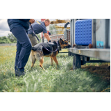 cão farejadores de explosivos Vila Mariana