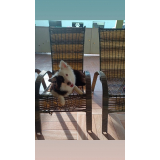 contato de creche para cachorro próximo a mim Butantã