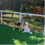 contato de escolinha para cachorros Jardim Bonfiglioli