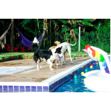 creche canina Aldeia da serra -