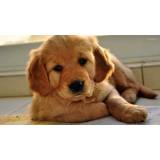 creche de hospedagem para cachorro em SP Vila Mariana