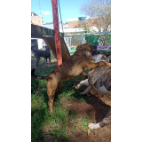 creche e hotel para cachorro endereço Alto da Lapa
