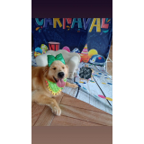 creche e hotel para cachorro Osasco