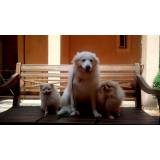 creche e pet shop para cachorro Tamboré