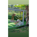 creche para cachorro perto de mim Jardim Bonfiglioli