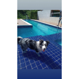 creche para cachorro próximo a mim Higienópolis